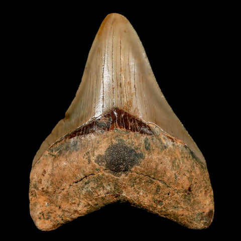 3.3" Quality Megalodon Shark Tooth Serrated Fossil Natural Miocene Age COA - Fossil Age Minerals