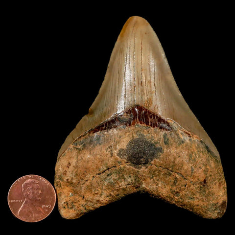 3.3" Quality Megalodon Shark Tooth Serrated Fossil Natural Miocene Age COA - Fossil Age Minerals