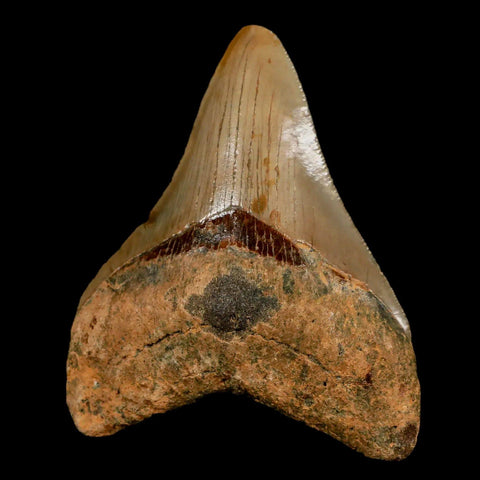 3.3" Quality Megalodon Shark Tooth Serrated Fossil Natural Miocene Age COA - Fossil Age Minerals