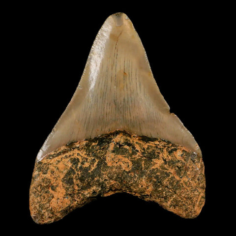 3.3" Quality Megalodon Shark Tooth Serrated Fossil Natural Miocene Age COA - Fossil Age Minerals