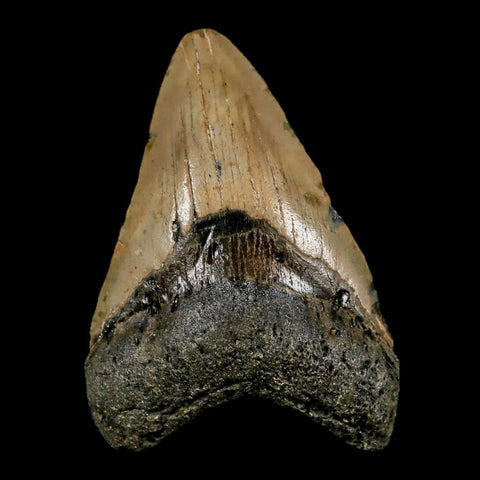 3.5" Quality Megalodon Shark Tooth Serrated Fossil Natural Miocene Age COA - Fossil Age Minerals