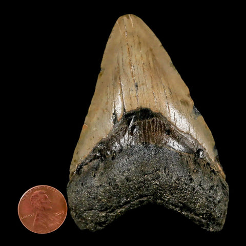 3.5" Quality Megalodon Shark Tooth Serrated Fossil Natural Miocene Age COA - Fossil Age Minerals