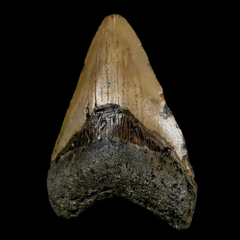 3.5" Quality Megalodon Shark Tooth Serrated Fossil Natural Miocene Age COA - Fossil Age Minerals