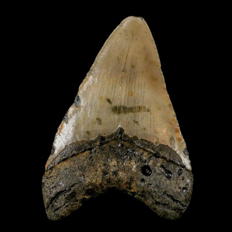 3.5" Quality Megalodon Shark Tooth Serrated Fossil Natural Miocene Age COA - Fossil Age Minerals