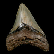 3.3" Quality Megalodon Shark Tooth Serrated Fossil Natural Miocene Age COA