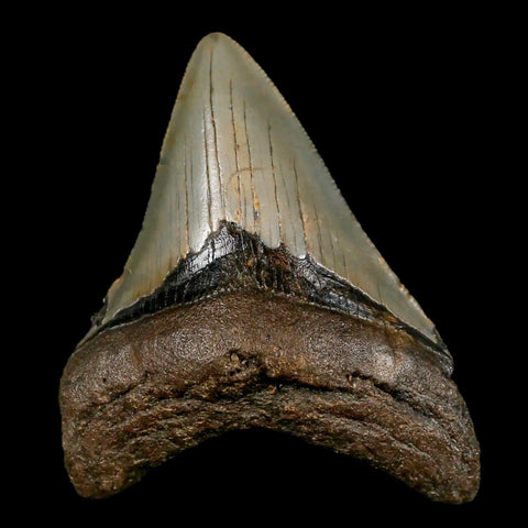 3.3" Quality Megalodon Shark Tooth Serrated Fossil Natural Miocene Age COA - Fossil Age Minerals