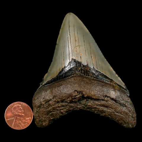 3.3" Quality Megalodon Shark Tooth Serrated Fossil Natural Miocene Age COA - Fossil Age Minerals