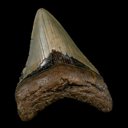 3.3" Quality Megalodon Shark Tooth Serrated Fossil Natural Miocene Age COA