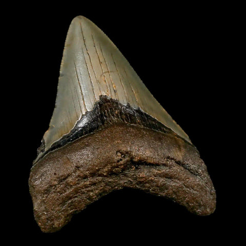 3.3" Quality Megalodon Shark Tooth Serrated Fossil Natural Miocene Age COA - Fossil Age Minerals