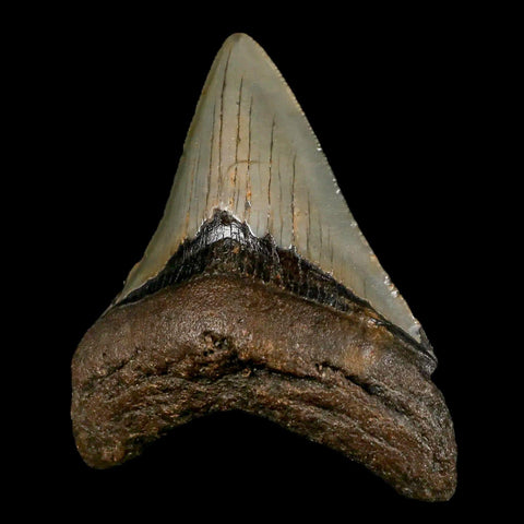 3.3" Quality Megalodon Shark Tooth Serrated Fossil Natural Miocene Age COA - Fossil Age Minerals