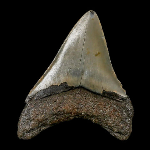 3.3" Quality Megalodon Shark Tooth Serrated Fossil Natural Miocene Age COA - Fossil Age Minerals