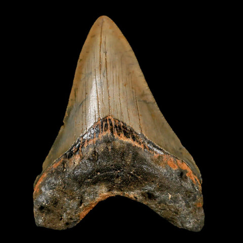 3.2" Quality Megalodon Shark Tooth Serrated Fossil Natural Miocene Age COA - Fossil Age Minerals