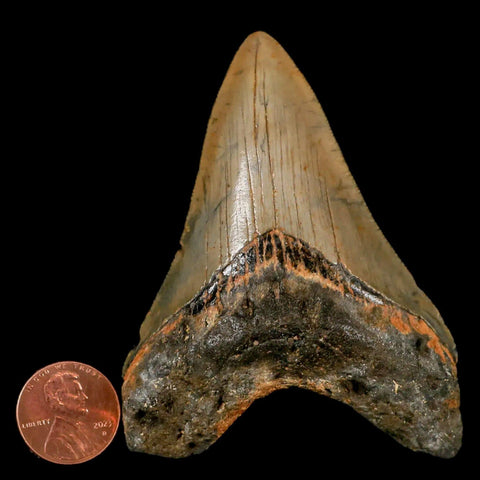 3.2" Quality Megalodon Shark Tooth Serrated Fossil Natural Miocene Age COA - Fossil Age Minerals