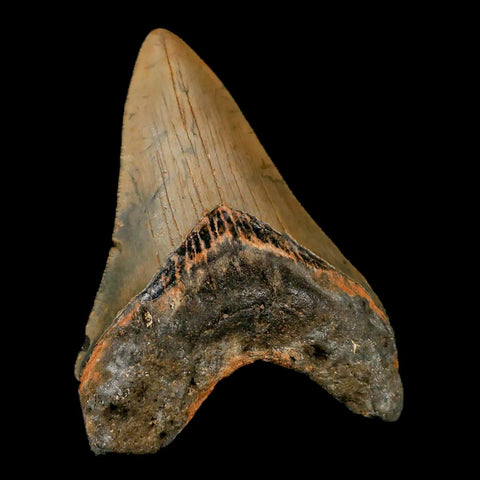 3.2" Quality Megalodon Shark Tooth Serrated Fossil Natural Miocene Age COA - Fossil Age Minerals