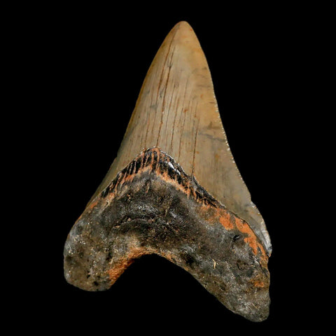 3.2" Quality Megalodon Shark Tooth Serrated Fossil Natural Miocene Age COA - Fossil Age Minerals