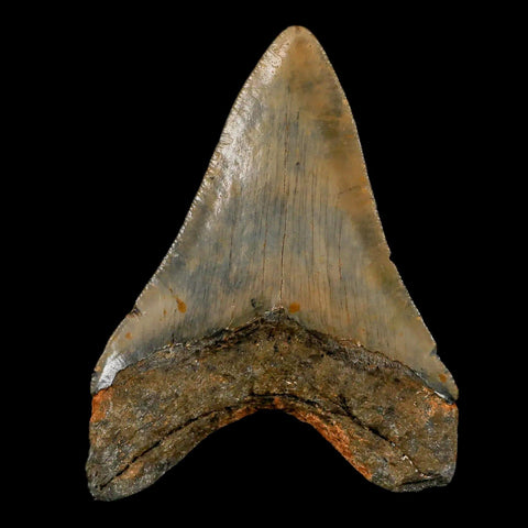 3.2" Quality Megalodon Shark Tooth Serrated Fossil Natural Miocene Age COA - Fossil Age Minerals