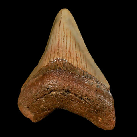 2.8" Quality Megalodon Shark Tooth Serrated Fossil Natural Miocene Age COA - Fossil Age Minerals