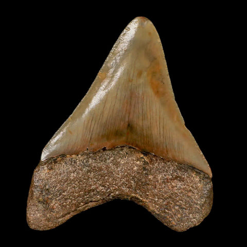 2.8" Quality Megalodon Shark Tooth Serrated Fossil Natural Miocene Age COA - Fossil Age Minerals