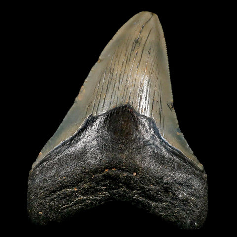 3.5" Quality Megalodon Shark Tooth Serrated Fossil Natural Miocene Age COA - Fossil Age Minerals