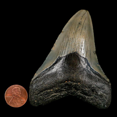 3.5" Quality Megalodon Shark Tooth Serrated Fossil Natural Miocene Age COA - Fossil Age Minerals