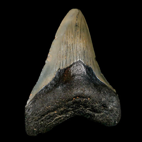 3.5" Quality Megalodon Shark Tooth Serrated Fossil Natural Miocene Age COA - Fossil Age Minerals