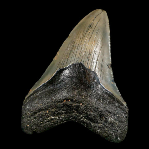 3.5" Quality Megalodon Shark Tooth Serrated Fossil Natural Miocene Age COA - Fossil Age Minerals