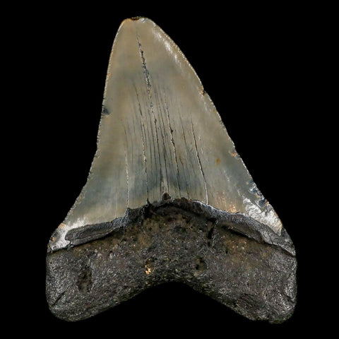 3.5" Quality Megalodon Shark Tooth Serrated Fossil Natural Miocene Age COA - Fossil Age Minerals