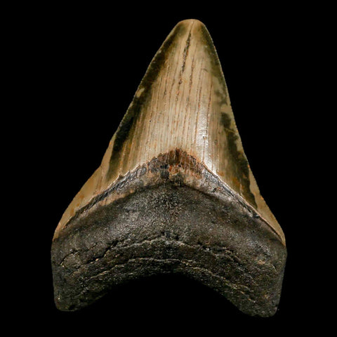 3.3" Quality Megalodon Shark Tooth Serrated Fossil Natural Miocene Age COA - Fossil Age Minerals