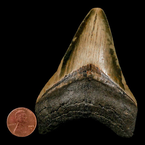 3.3" Quality Megalodon Shark Tooth Serrated Fossil Natural Miocene Age COA - Fossil Age Minerals