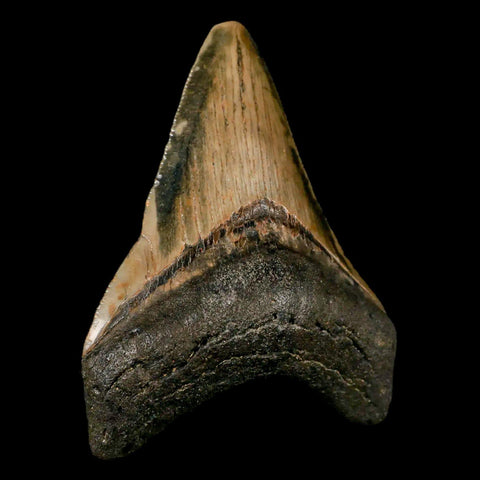 3.3" Quality Megalodon Shark Tooth Serrated Fossil Natural Miocene Age COA - Fossil Age Minerals