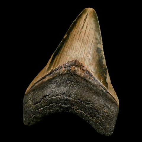 3.3" Quality Megalodon Shark Tooth Serrated Fossil Natural Miocene Age COA - Fossil Age Minerals