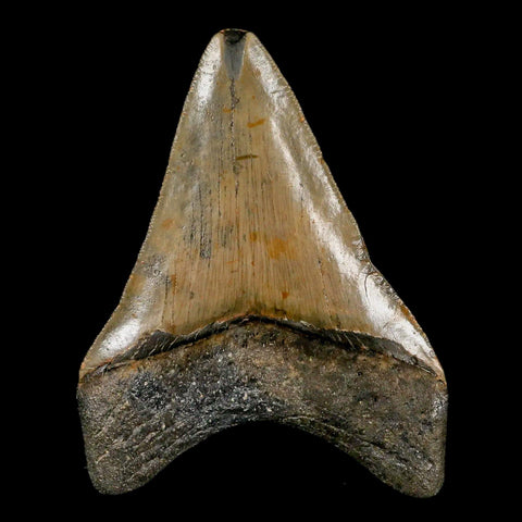 3.3" Quality Megalodon Shark Tooth Serrated Fossil Natural Miocene Age COA - Fossil Age Minerals