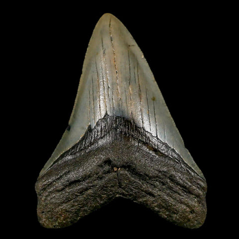 3.2" Quality Megalodon Shark Tooth Serrated Fossil Natural Miocene Age COA - Fossil Age Minerals