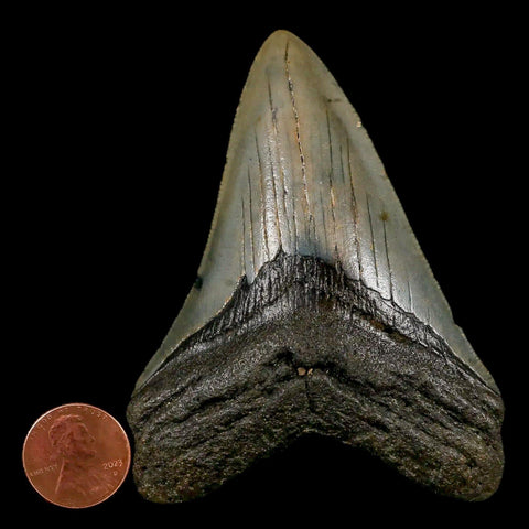 3.2" Quality Megalodon Shark Tooth Serrated Fossil Natural Miocene Age COA - Fossil Age Minerals