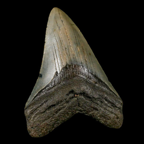 3.2" Quality Megalodon Shark Tooth Serrated Fossil Natural Miocene Age COA - Fossil Age Minerals