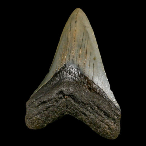 3.2" Quality Megalodon Shark Tooth Serrated Fossil Natural Miocene Age COA - Fossil Age Minerals