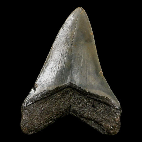 3.2" Quality Megalodon Shark Tooth Serrated Fossil Natural Miocene Age COA - Fossil Age Minerals