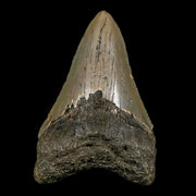 3.1" Quality Megalodon Shark Tooth Serrated Fossil Natural Miocene Age COA