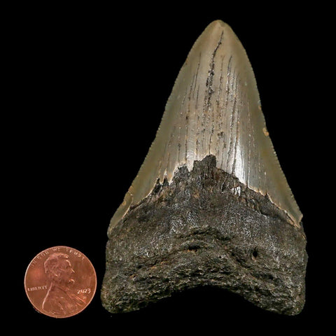 3.1" Quality Megalodon Shark Tooth Serrated Fossil Natural Miocene Age COA - Fossil Age Minerals