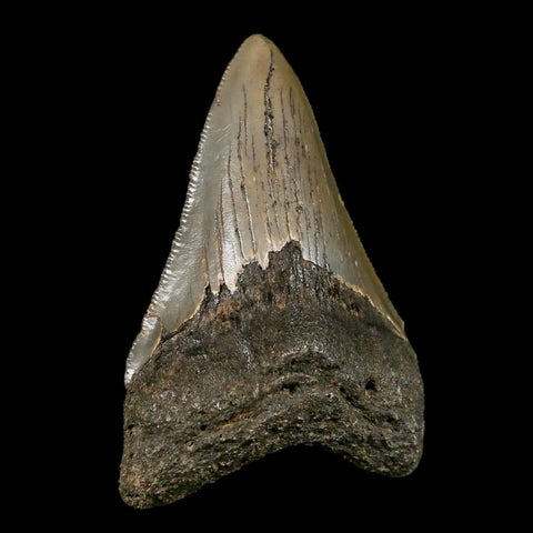 3.1" Quality Megalodon Shark Tooth Serrated Fossil Natural Miocene Age COA - Fossil Age Minerals