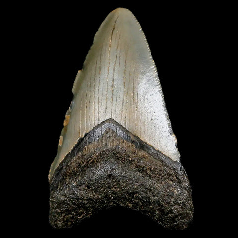 2.6" Quality Megalodon Shark Tooth Serrated Fossil Natural Miocene Age COA - Fossil Age Minerals