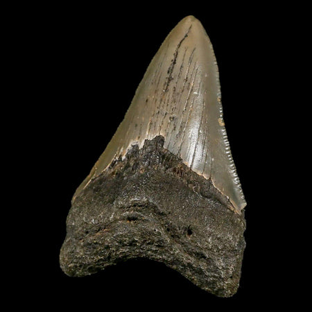 3.1" Quality Megalodon Shark Tooth Serrated Fossil Natural Miocene Age COA