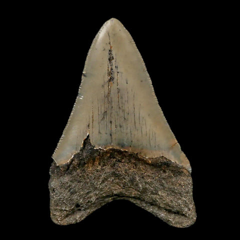 3.1" Quality Megalodon Shark Tooth Serrated Fossil Natural Miocene Age COA - Fossil Age Minerals