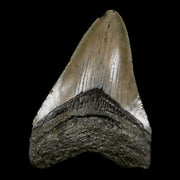 3" Quality Megalodon Shark Tooth Serrated Fossil Natural Miocene Age COA