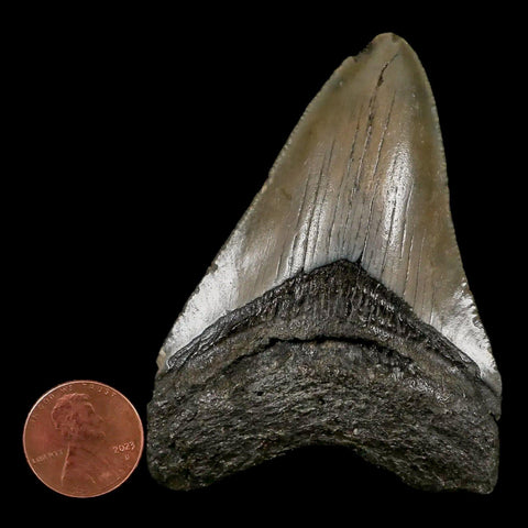 3" Quality Megalodon Shark Tooth Serrated Fossil Natural Miocene Age COA - Fossil Age Minerals