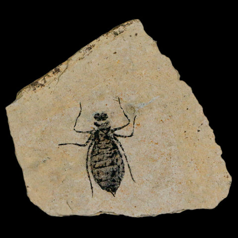 0.9" Dragonfly Larvae Fossil Libellula Doris Plate Upper Miocene Piemont Italy Display - Fossil Age Minerals