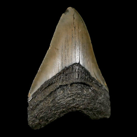 3" Quality Megalodon Shark Tooth Serrated Fossil Natural Miocene Age COA