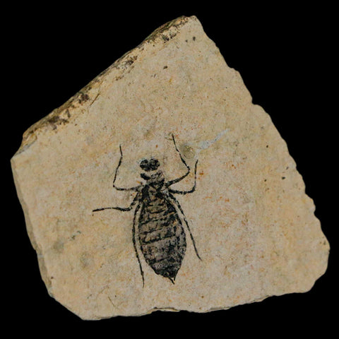 0.9" Dragonfly Larvae Fossil Libellula Doris Plate Upper Miocene Piemont Italy Display - Fossil Age Minerals