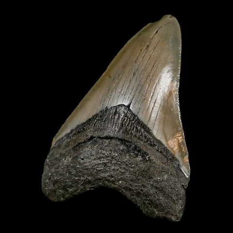 3" Quality Megalodon Shark Tooth Serrated Fossil Natural Miocene Age COA - Fossil Age Minerals