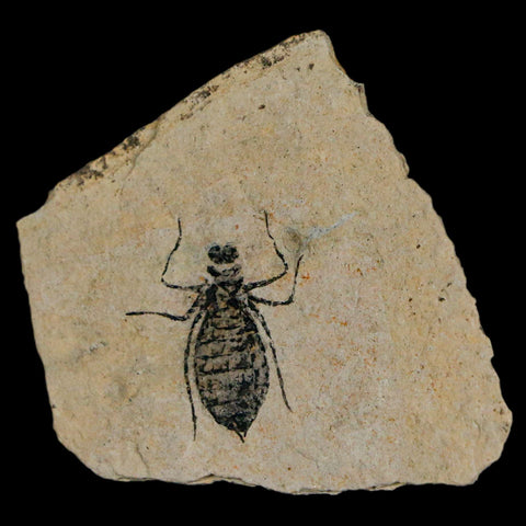 0.9" Dragonfly Larvae Fossil Libellula Doris Plate Upper Miocene Piemont Italy Display - Fossil Age Minerals